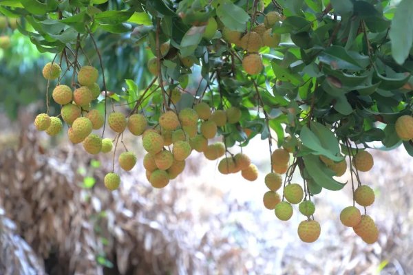 粤有钱 广州增城：零售价100元/公斤！荔枝届新贵“佛绿”上市